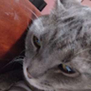 Meet your Posher, Hannnakae